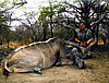 monster-kudu.jpg