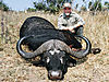 record-buffalo-hunting.jpg