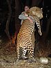 zambia_hunting_leopard.jpg