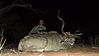Kudu_Bull_LBG_Safaris.jpg