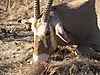 hunting_golden_oryx_006.JPG