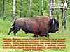 bison-shot-placement.jpg