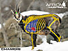 chamois-vitals-hunting.jpg