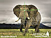 elephant_shot_placement_2.jpg