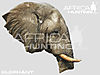 hunting_elephant_01.jpg