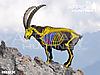 ibex-vitals-hunting.jpg