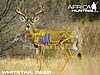 whitetail-deer-vitals-hunting.jpg