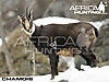 chamois-bowhunting-vitals.jpg
