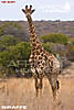 giraffe_shot_placement_bow_3.jpg