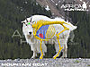 mountain-goat-vitals-bowhunting.jpg