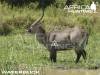 waterbuck_perfect_shot_bow.jpg