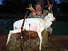 fallow-deer-hunting.jpg