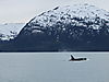 Alaska_2010_Orca.jpg