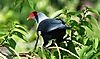 Seychelles-Blue-Pigeon-3.JPG