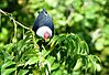 Seychelles-Blue-Pigeon-4.JPG