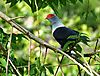 Seychelles-Blue-Pigeon-5.jpeg