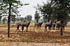 blue-bull-nilgai.jpg