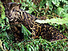 clouded-leopard-2.jpg