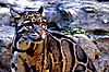 clouded-leopard.jpg