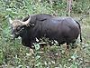 gaur-india.jpg