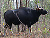 gaur-indian-bison.jpg