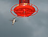 hummingbird-sm.jpeg
