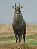 hunting-blue-bull.jpg