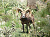 hunting-desert-bighorn-sheep-04.jpg