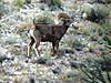 hunting-desert-bighorn-sheep-05.jpg