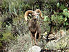 hunting-desert-bighorn-sheep-07.jpg