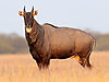 hunting-nilgai.jpg