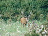 hunting-red-deer-stag.jpeg