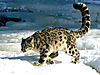 snow-leopard.jpg