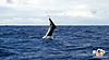 airborne_sailfish.jpg