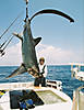 thresher-shark.jpg