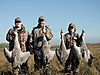 South_Texas_2011_Sandhill_Cranes_2.jpg