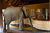 elephant-zambia-02.jpg