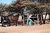 horses-namibia.JPG