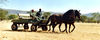 horses_carriage.jpg