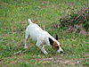 hunting-dog2.JPG