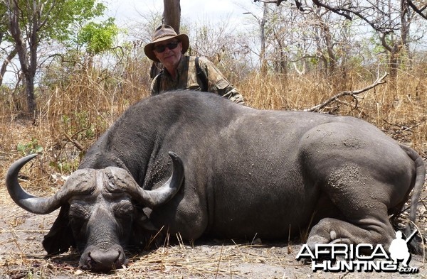 Buffalo hunted in the Selous, Tanzania