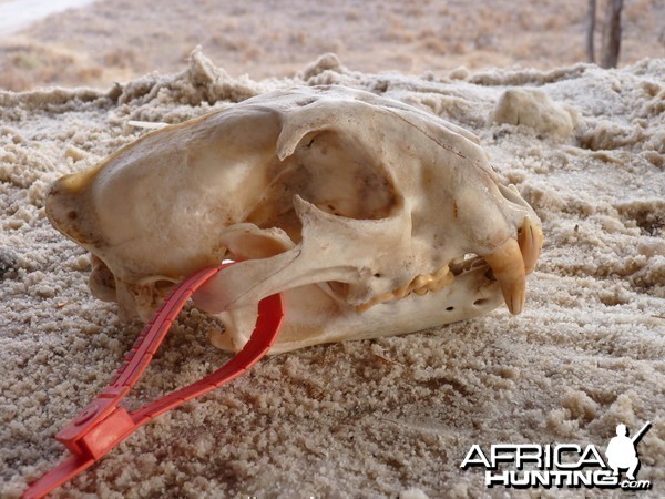 Lion skull Tanzania