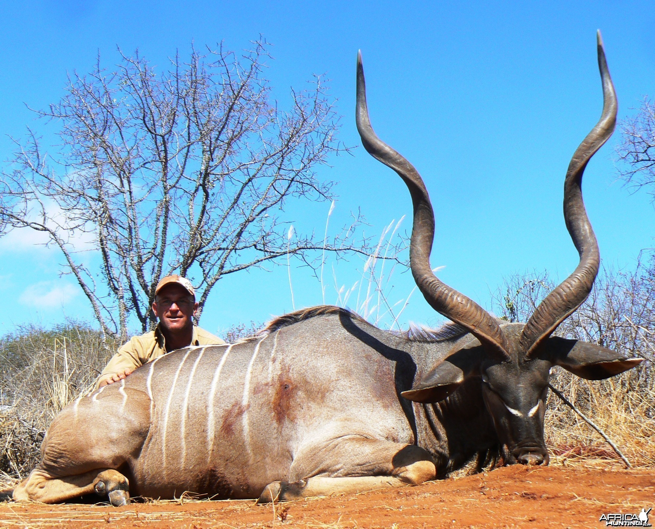 53&quot; East African Kudu