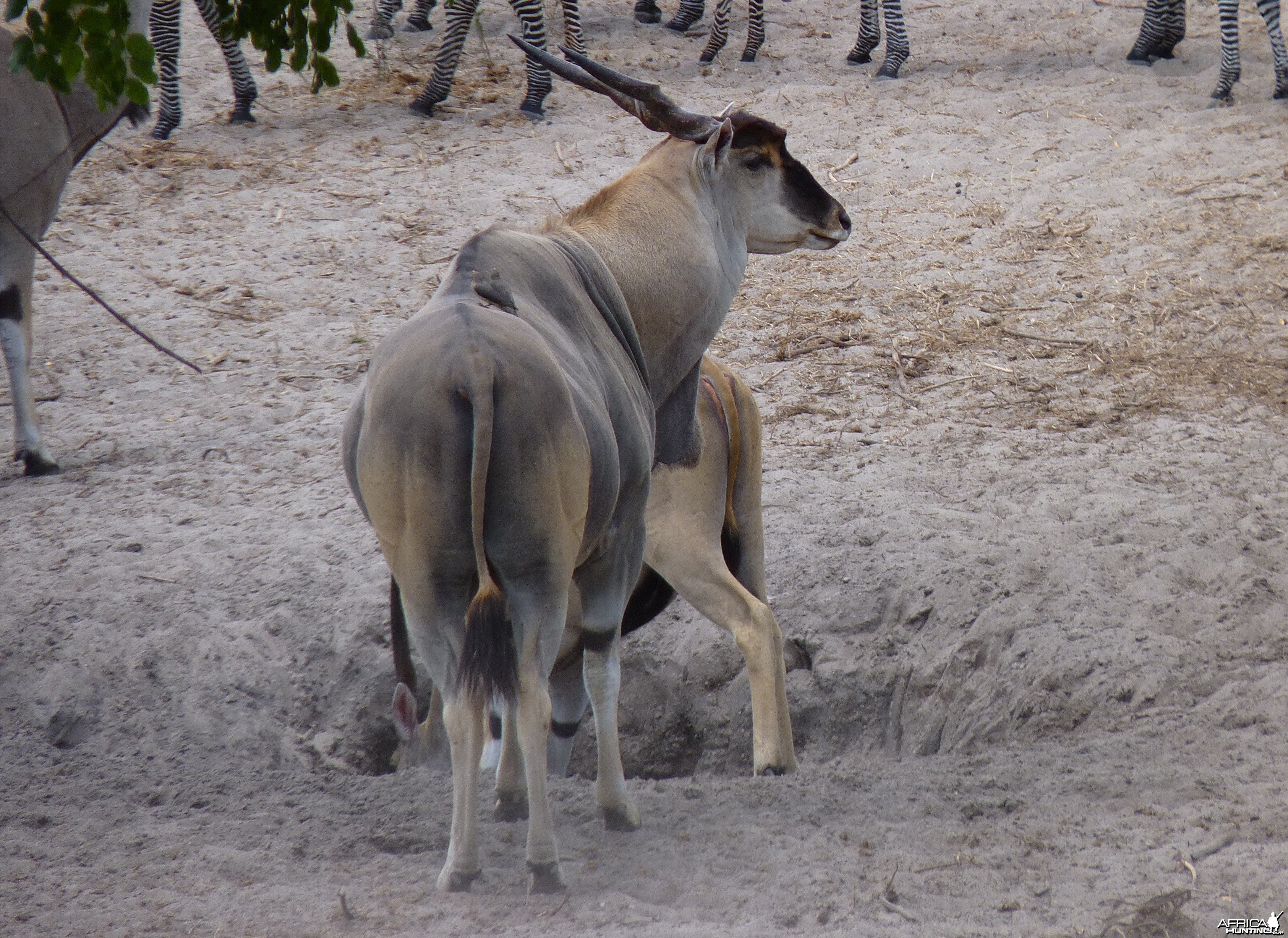 East african eland