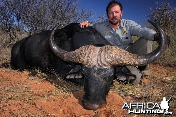 Big Buffalo hunted in Namibia on the Waterberg Plateau