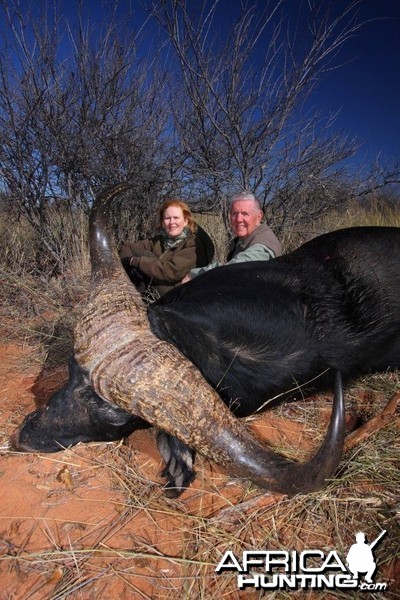 Big Buffalo hunted in Namibia on the Waterberg Plateau