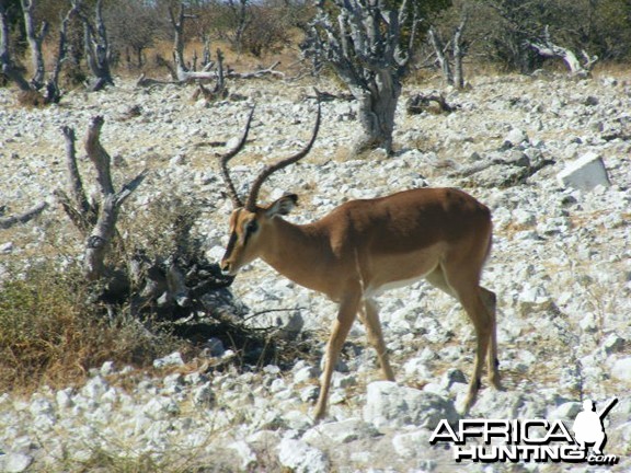 Impala at Etosha