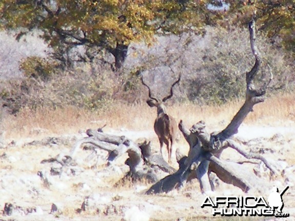 Kudu at Etosha