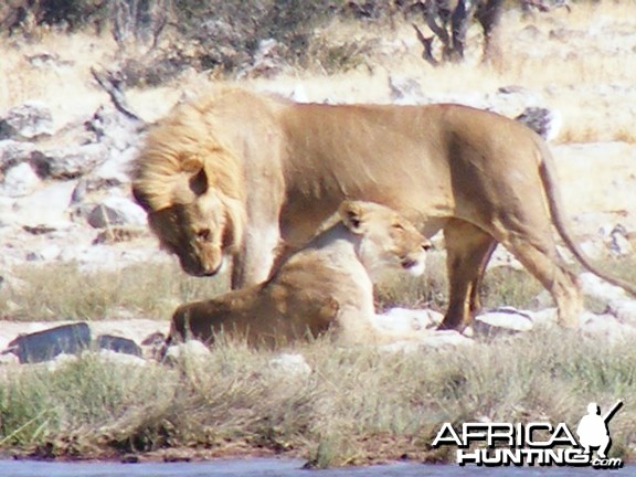 Lion at Etosha