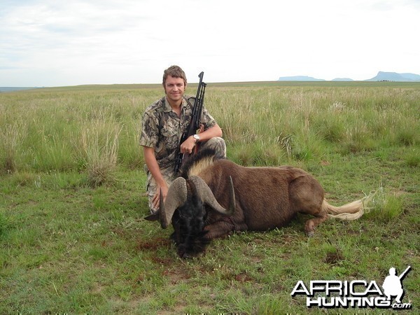 Black Wildebeest